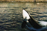 Aquarium ‐ 水族館で飼育されていたシャチ - やちの部屋