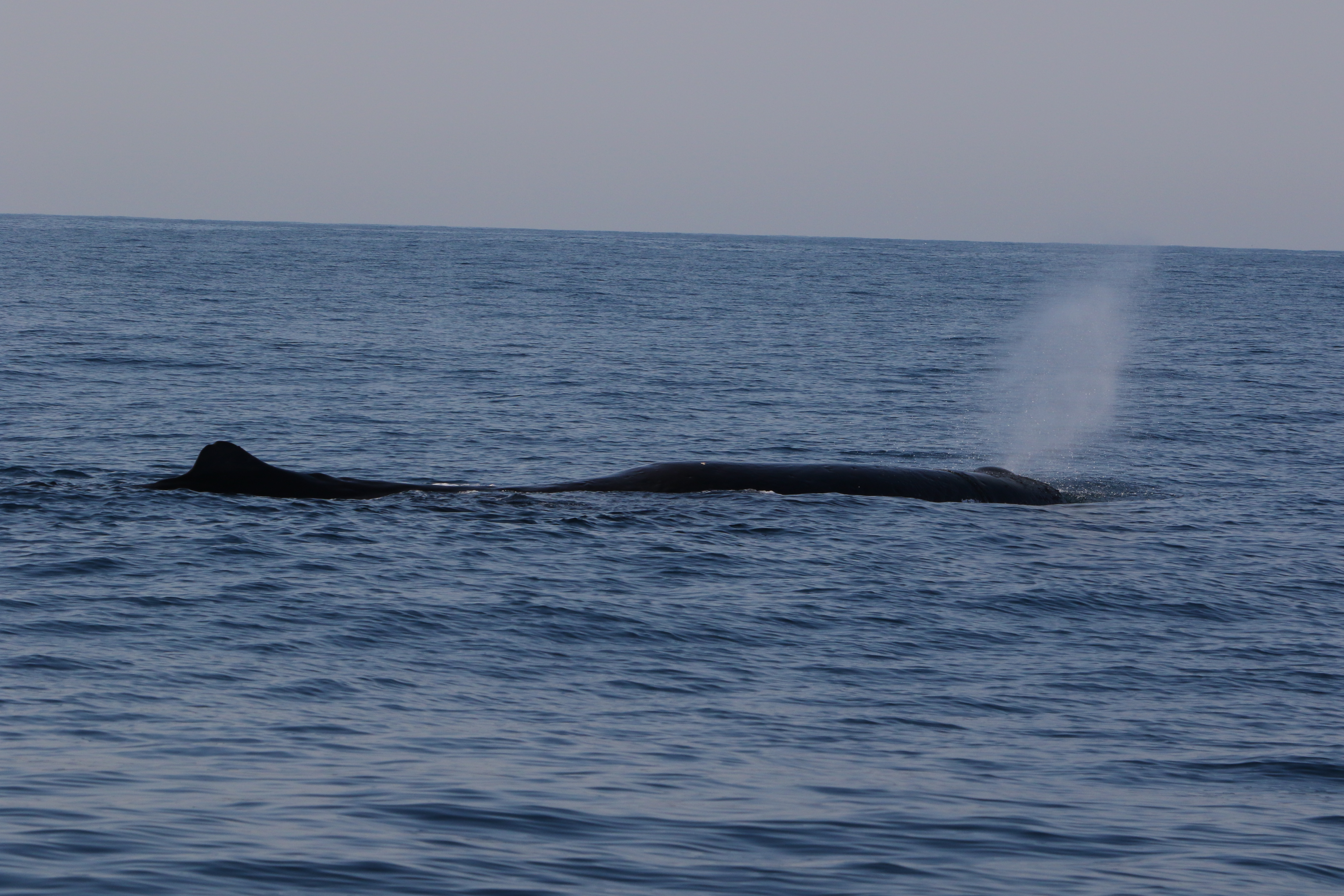 ハクジラの種類 - やちの部屋